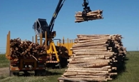 Stationary Loader stacking logs
